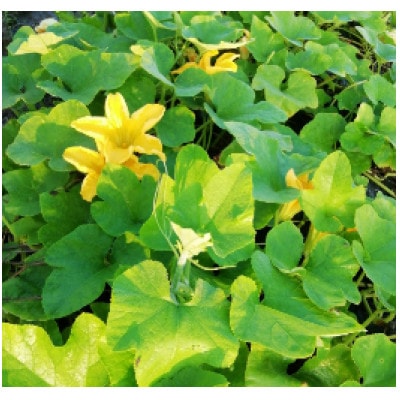 韓国カボチャ　カボッキー