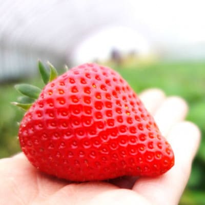 【2026年1月以降順次発送予定】電子技法栽培「苺」ゆめのか【約430g×1トレー】【配送不可地域：離島】