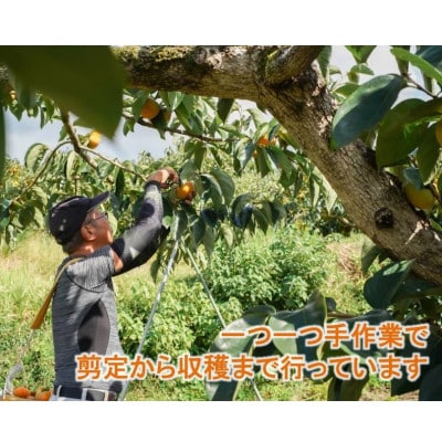 【R8年10月以降発送】刀根早生柿発祥の地※より「たねなし柿」L~2L(1段箱16～18玉)【配送不可地域：離島】 1段箱