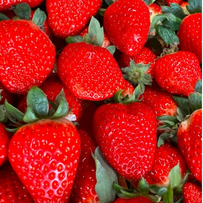 〈農家直送〉奈良県産ブランドいちご【古都華(ことか)】2パック【配送不可地域：離島・北海道・沖縄県】