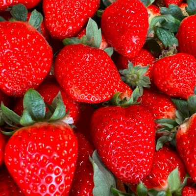 〈農家直送〉奈良県産いちご贅沢食べ比べセット【古都華(ことか)＆奈乃華(なのか)】(各1パック)【配送不可地域：離島・北海道・沖縄県】