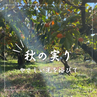 訳あり【令和7年10月より順次発送】たねなし柿L～2Lサイズ(16～18個入り)【配送不可地域：離島】