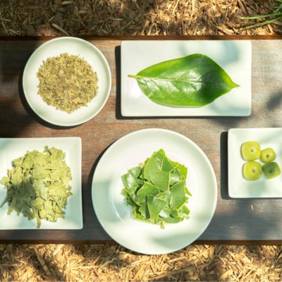 【奈良県天理市】有機JAS認証  国産　柿の葉茶　350ml×24本