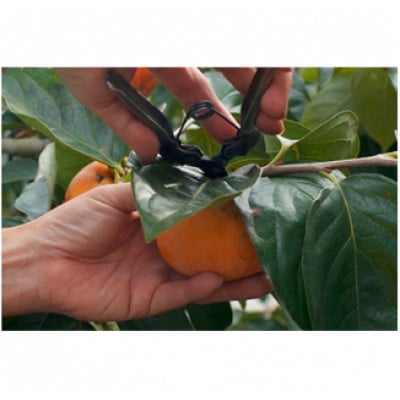 刀根早生柿発祥の地天理市の柿チップ2箱セット