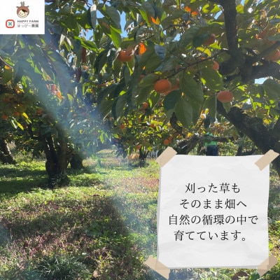 【令和8年10月より順次発送】たねなし柿L～2Lサイズ(16～18個入り)【配送不可地域：離島】