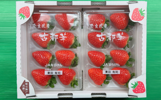 【2025年12月下旬順次発送】《希少品》奈良県産いちご「古都華」大粒(5L～4Lサイズ )2パック【配送不可地域：離島】