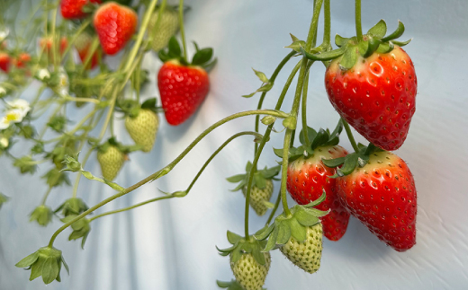 【2026年1月順次発送】奈良県産いちご「古都華」と「ゆめのか」の食べくらべ　合計2パック【配送不可地域：離島】