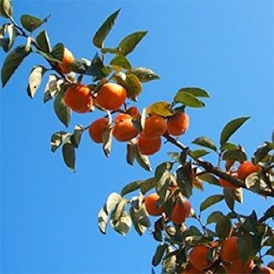 【R8年10月以降発送】刀根早生柿発祥の地・天理市のひらたねなし柿(L～3Lサイズ、28～36個)【配送不可地域：離島】