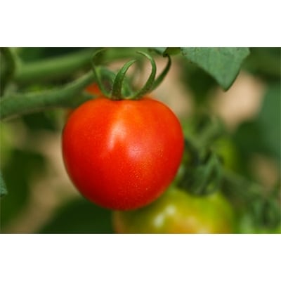 フルーツミディトマト中玉1.5kg【配送不可地域：離島】