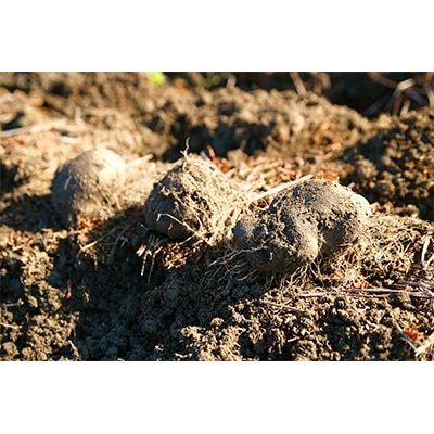 大和万葉の里「山の芋」　約2.5kg