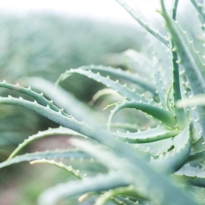 アロエモ ハンドクリームセット