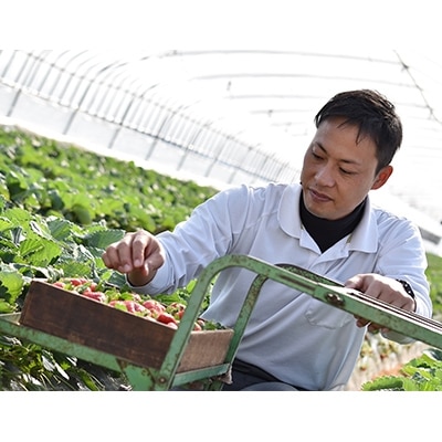 奈良で生まれた艶やかないちご　古都華　2パック【配送不可地域：離島】
