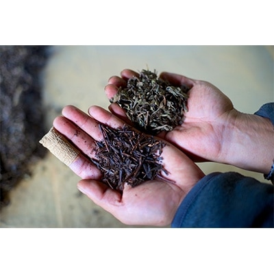 SOUSUKE 　柿の葉茶セット