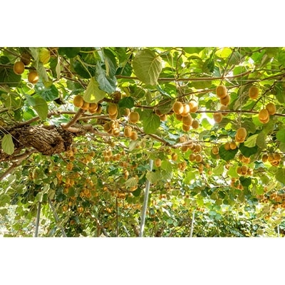 松田果樹園+　自家農園果物使用ジェラート8個セット【配送不可地域：離島・北海道・沖縄県・東北】