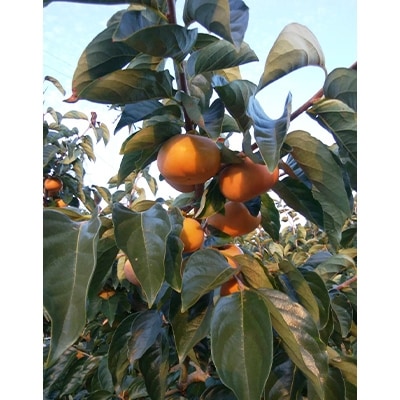 まるで果物そのもののような松田果樹園+自慢の柿のジェラート。16個セット【配送不可地域：離島・北海道・沖縄県・東北】