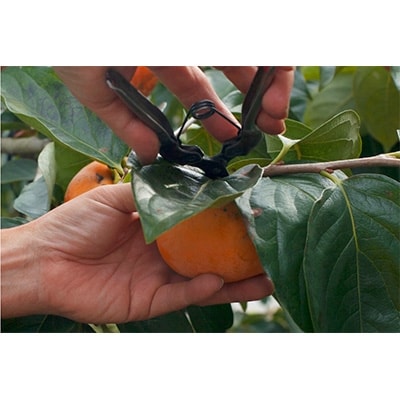 〈R7年11月以降発送〉刀根早生柿発祥の地天理市のあんぽ柿・柿チップセット