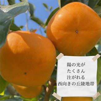 【令和7年10月下旬から発送】たねなし柿L～2Lサイズ(16～18個入り)【配送不可地域：離島】