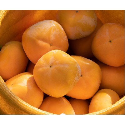 【R6年10月中下旬より発送】刀根早生柿発祥の地よりスーパーになかなか出回らないサイズ種なし柿　3L【配送不可地域：離島】