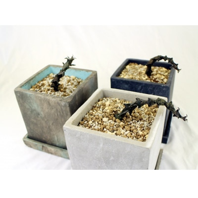 珍奇植物　セロペギアボッセリ