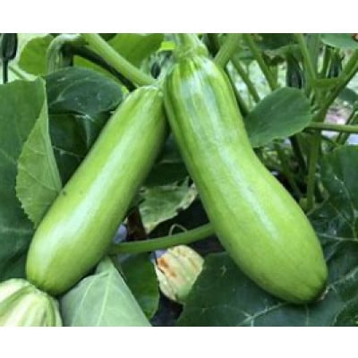 韓国カボチャ　カボッキー