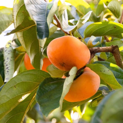 刀根早生柿発祥の地天理市の柿チップ2箱セット