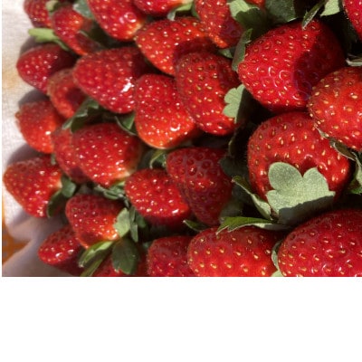 内浦いちご農園　古都華　270g×2パック【配送不可地域：離島・北海道・沖縄県】