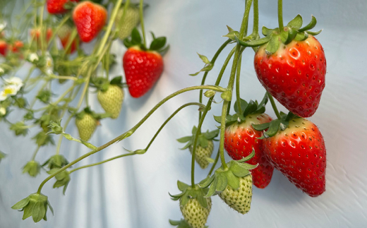 【2025年12月下旬順次発送】奈良県産いちご「古都華」2パック【配送不可地域：離島】