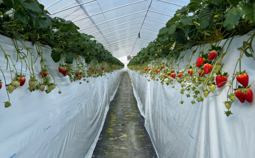 【2026年1月順次発送】奈良県産いちご「古都華」と「ゆめのか」の食べくらべ　合計2パック【配送不可地域：離島】