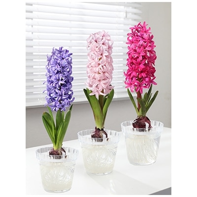 はじめてのヒヤシンス栽培セット3種