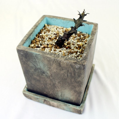 珍奇植物　セロペギアボッセリ