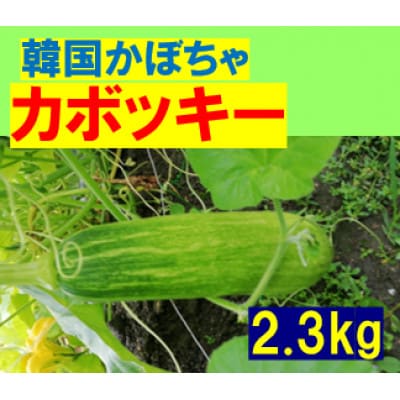 韓国カボチャ　カボッキー