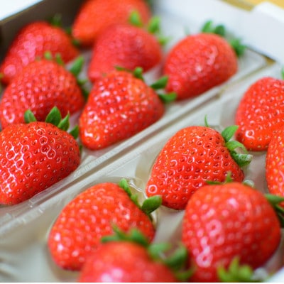 〈農家直送〉奈良県産いちご贅沢食べ比べセット【古都華(ことか)＆奈乃華(なのか)】(各1パック)【配送不可地域：離島・北海道・沖縄県】