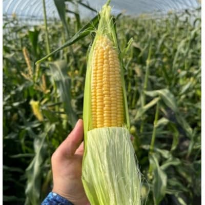 栽培期間中農薬不使用　とうもろこし (7～10本)【配送不可地域：離島・北海道・沖縄県・東北・関東・九州】