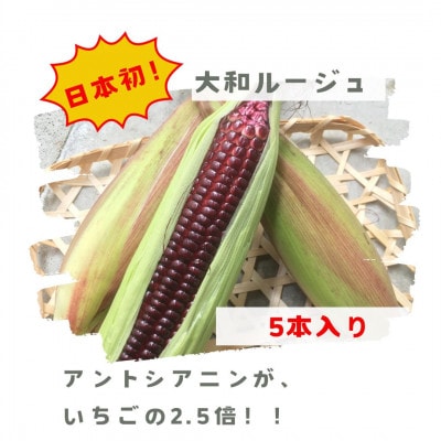 先行予約【2026年7月上旬頃から順次発送】天理市産・大和ルージュ 5本セット(1kg以上)【配送不可地域：離島・北海道・沖縄県・東北】