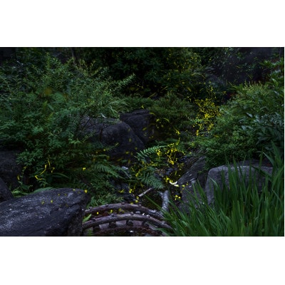 天理の風景5『 THE GARDEN OF DELIGHT 』A4メタルグラフィックアート