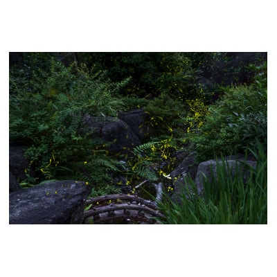 天理の風景5『 THE GARDEN OF DELIGHT 』A4額装プリント