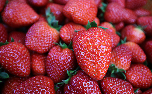 奈良県橿原市産のあまさが特徴のいちご「古都華（ことか）」（600g以上） ※2026年1月中旬頃より順次発送予定