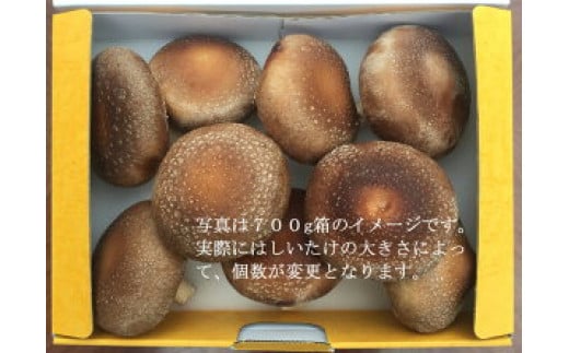橿原市産 採れたての生しいたけ（菌床） 約700g箱（5～10枚程度）×2箱を発送します ※2025年11月上旬頃～2026年3月下旬頃に順次発送予定