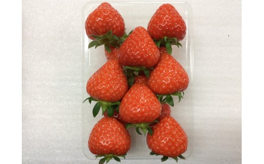 おかげさまで20周年 毎年大好評の甘い美味しい苺（レギュラーパック2Lサイズ）（あすかルビー）※発送前に電話連絡あり※2024年1月より順次発送予定 ※北海道・沖縄県・離島への配送不可