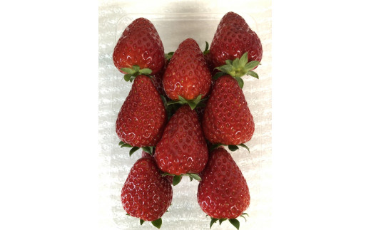 おかげさまで21年目 毎年大好評の甘い美味しい苺（レギュラーパック2Lサイズ）（古都華（ことか））◇※発送前に電話連絡あり※発送時期指定不可 ※北海道・沖縄・離島への配送不可 ※2026年1月上旬頃より順次発送予定