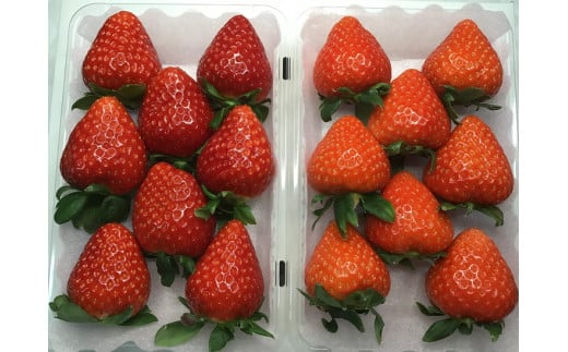 おかげさまで21年目 毎年大好評の甘い美味しい大粒苺（３L以上のあすかルビー・古都華（ことか））◇※発送前に電話連絡あり※発送時期指定不可 ※北海道・沖縄・離島への配送不可 ※2026年1月上旬頃より順次発送予定