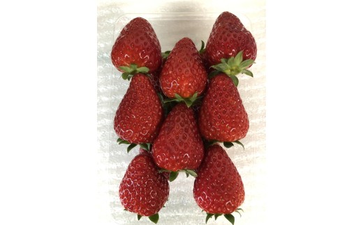 おかげさまで21年目 毎年大好評の甘い美味しい苺（レギュラーパック2Lサイズ×2パック）（古都華（ことか））※北海道・沖縄・離島への配送不可 ※2026年1月上旬頃より順次発送予定