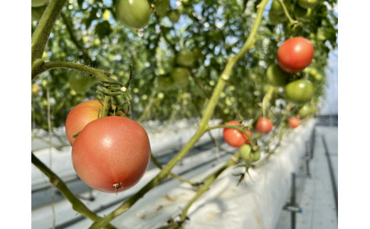 100%生しぼりトマトジュース　720ml 2本セット◇※着日指定不可