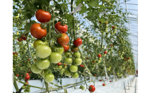 100%生しぼり【プレミアム】トマトジュース 720ml 3本セット◇※着日指定不可