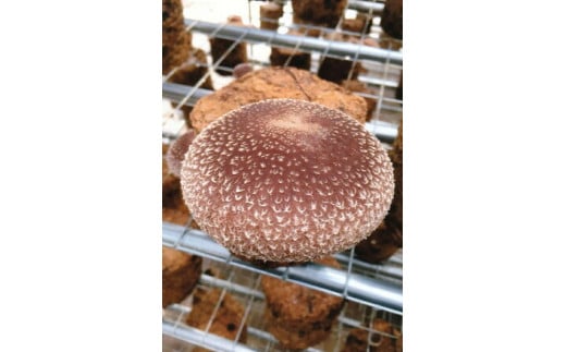 橿原市産 採れたての生しいたけ（菌床） 約700g箱（5～10枚程度）×2箱を発送します ※2025年11月上旬頃～2026年3月下旬頃に順次発送予定