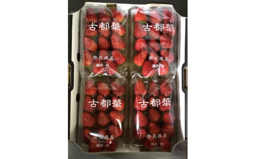 おかげさまで21年目 毎年大好評の甘い美味しい苺（レギュラーパックLサイズ）（古都華（ことか））◇※発送前電話連絡あり※発送時期指定不可 ※北海道・沖縄・離島への配送不可 ※2026年1月上旬頃より順次発送予定