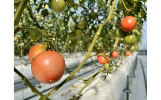 100%生しぼりトマトジュース 720ml 2本セット（1本【プレミアム】）