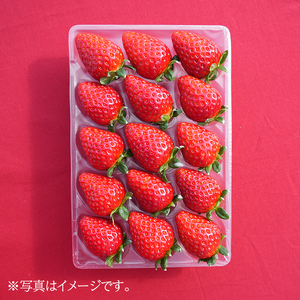 【先行予約・数量限定】【奈良県知事賞受賞】ギフトボックス入り古都華（ことか）Lサイズ×2パック｜とのあさイチゴ農園 ※2026年1月中旬～5月上旬頃に順次発送予定