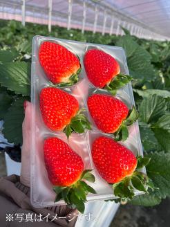 【先行予約・数量限定】【奈良県知事賞受賞】ギフトボックス入り古都華（ことか）3Lサイズ（6粒入り）×2パック｜とのあさイチゴ農園 ※2026年1月中旬～5月上旬頃に順次発送予定