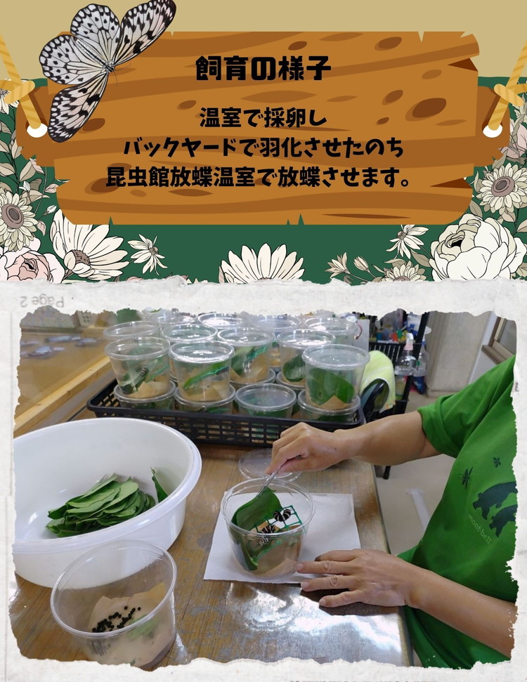 橿原市昆虫館オリジナル 蝶のはね入り・サナギの抜け殻キーホルダー5点セット